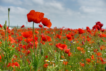 Wild Poppies Field in Romania