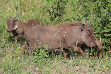 Warzenschwein / Warthog / Phacochoerus africanus.