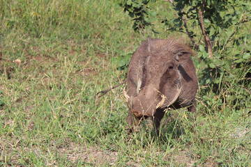 Warzenschwein / Warthog / Phacochoerus africanus