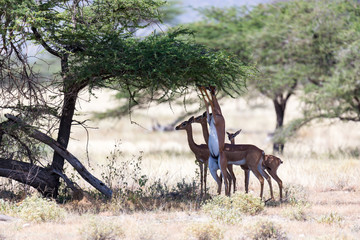 Some gerenuk in the kenyan savanna looking for food