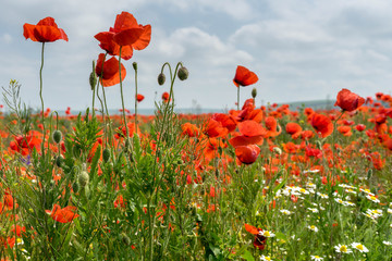 Obraz premium Wild Poppies Field in Romania