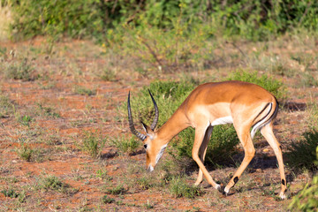 Impala gazelles grazed in the savannah of Kenya