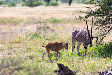 An Oryx family stands in the pasture surrounded by green grass and shrubs