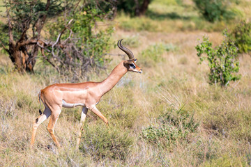 A Gerenuk walks in the grass through the savannah