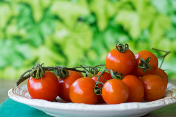 fresh red cherry or ramano tomatoes on white plate in garden, against green leaf background