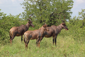 Leierantilope oder Halbmondantilope / Common Tsessebe / Damaliscus lunatus.