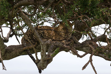 Fototapeta premium A leopard has settled comfortably between the branches of a tree to rest