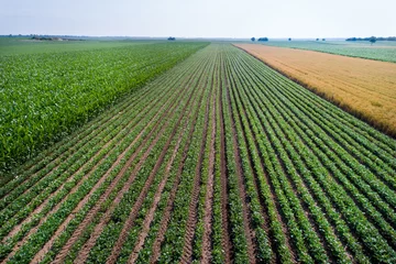 Fotobehang Top view of soybean field © Budimir Jevtic
