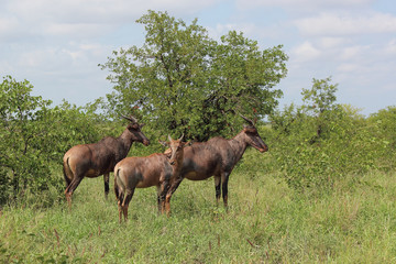 Leierantilope oder Halbmondantilope / Common Tsessebe / Damaliscus lunatus.