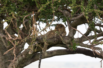 Fototapeta na wymiar A leopard has settled comfortably between the branches of a tree to rest