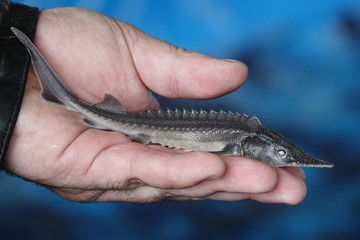 Amur sturgeon (Acipenser schrenckii) fingerling artificially grown at the fish hatchery. Khabarovsk region, far East, Russia.
