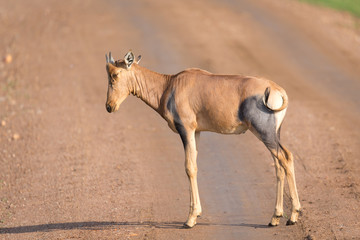Topi antelope in the Kenyan savanna in the middle of the grass landscape