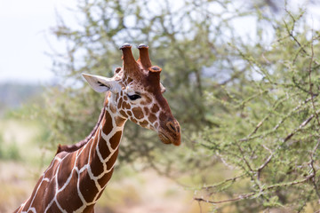 A closeup of a giraffe with many plants in the background