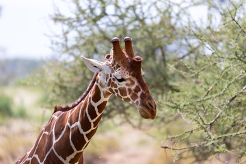 A closeup of a giraffe with many plants in the background