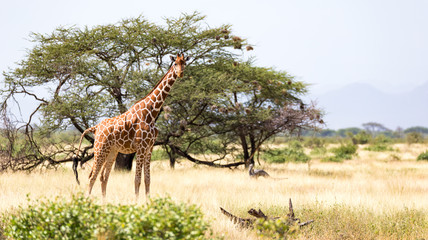 Giraffes in the savannah of Kenya with many trees and bushes in the background