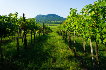 Fototapeta na wymiar wineyard landscape with Badacsony mountain, Hungary