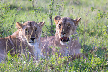 Lionesses lie in the grass and try to rest