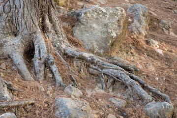 Tree root and rock