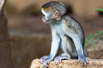 A little monkey sits and looks very curious