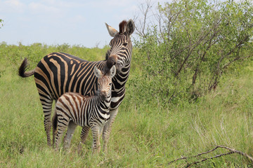 Steppenzebra / Burchell's Zebra / Equus burchellii...