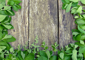 Fresh mint plant on old grange wooden background. Bunch of green mint leaves and flowers. Selective focus, close up.