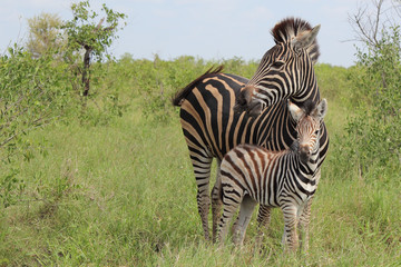 Steppenzebra / Burchell's Zebra / Equus burchellii...