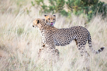 Two cheetahs clean each other's fur in the tall grass