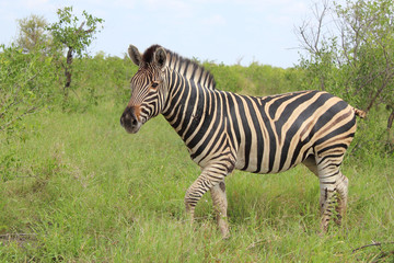 Leierantilope oder Halbmondantilope / Common Tsessebe / Damaliscus lunatus