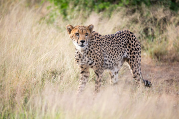 A cheetah walks in the high grass of the savannah looking for something to eat