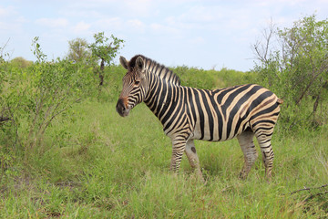 Steppenzebra / Burchell's zebra / Equus burchellii