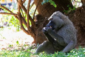 A baboon has found a fruit and eats it