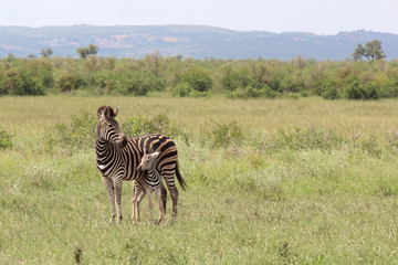 Naklejka premium Steppenzebra / Burchell's Zebra / Equus burchellii...