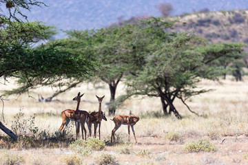 Naklejka premium Some gerenuk in the kenyan savanna looking for food