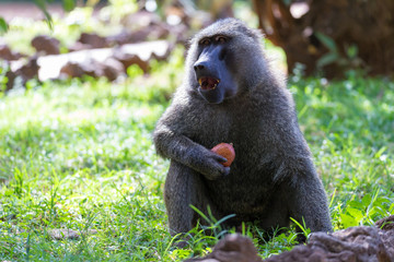 A baboon has found a fruit and eats it