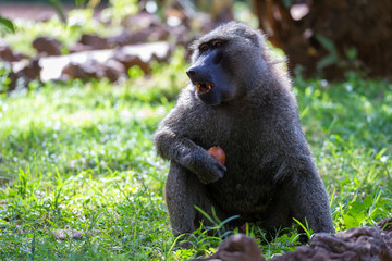 A baboon has found a fruit and eats it