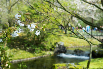 Obraz na płótnie Canvas Spring in Japanese Garden in Hasselt, Belgium