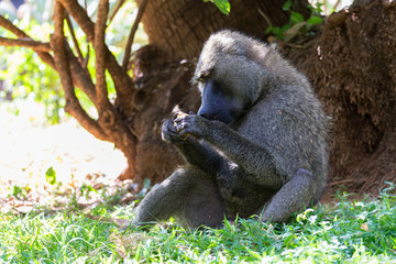 A baboon has found a fruit and eats it