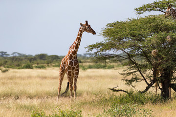 Giraffes in the savannah of Kenya with many trees and bushes in the background