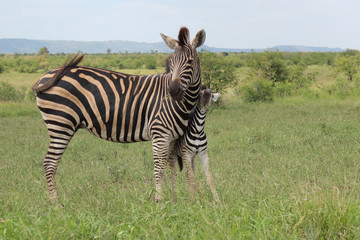 Steppenzebra / Burchell's Zebra / Equus burchellii...