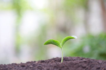 Growing small green sapling plant tree