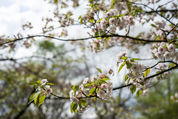 Spring in Japanese Garden in Hasselt, Belgium