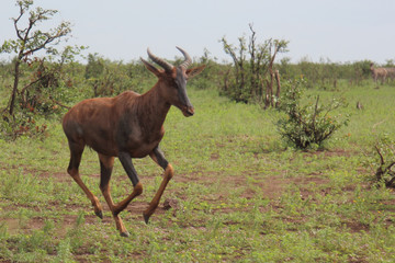 Fototapeta na wymiar Leierantilope oder Halbmondantilope / Common Tsessebe / Damaliscus lunatus.