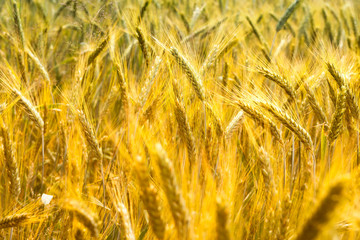 Wheat field. Crop crops. Ears of corn