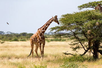 Giraffes in the savannah of Kenya with many trees and bushes in the background