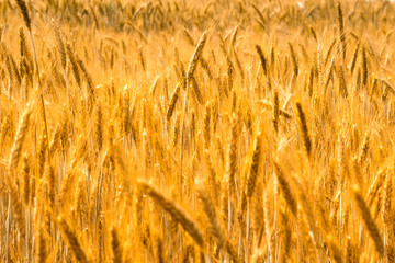 Wheat field. Crop crops. Ears of corn
