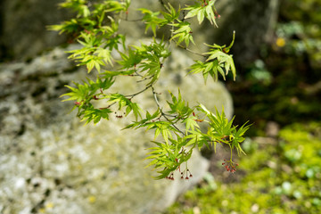 Spring in Japanese Garden in Hasselt, Belgium