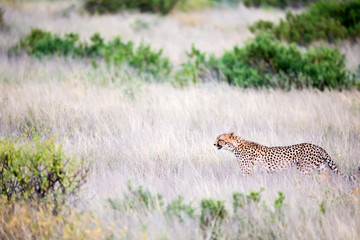A cheetah walks in the high grass of the savannah looking for something to eat