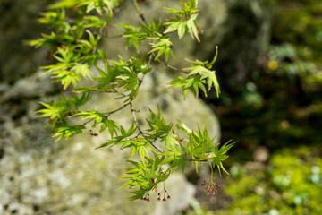 Spring in Japanese Garden in Hasselt, Belgium