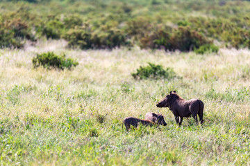 A family of warthogs in the grass of the Kenyan savannah