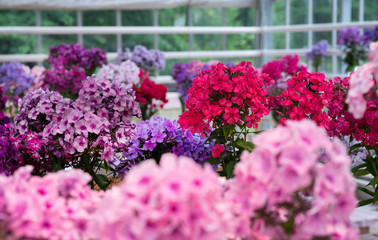 Exhibition  of phlox  flowers-  majestic  july in Canada